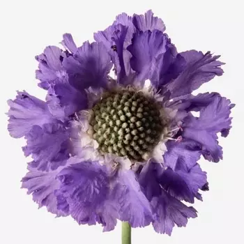 Скабиоза Сиреневая