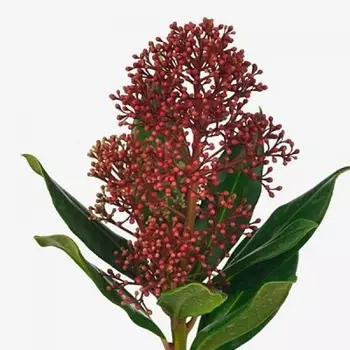 Скиммия Rubesta Jos пучок