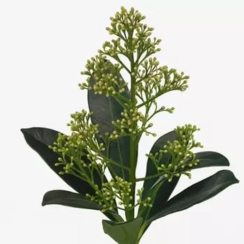 Скиммия Snow White пучок