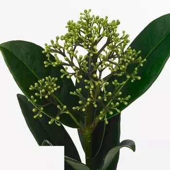 Скиммия Thereza пучок