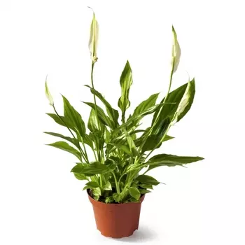 Спатифиллум Альфетта В Горшке 17/65