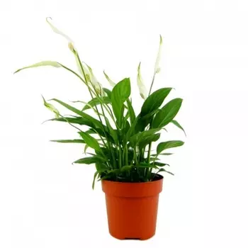 Спатифиллум Шопен В Горшке 9/30