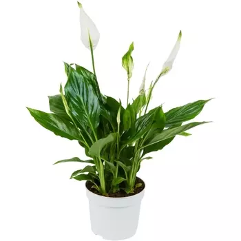 Спатифиллум В Горшке 13/50