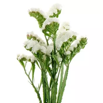 Статица Белая