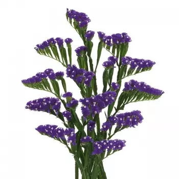 Статица Фиолетовая