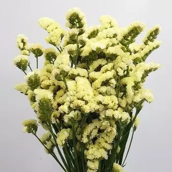 Статица Лимонная