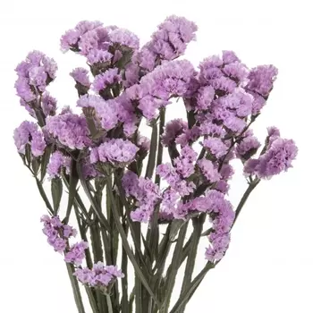 Статица Розовая