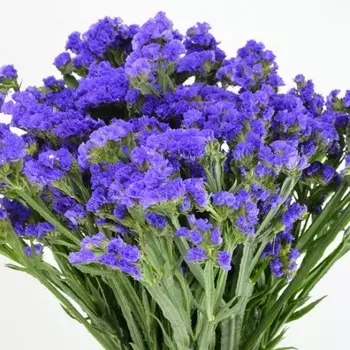 Статица Синяя