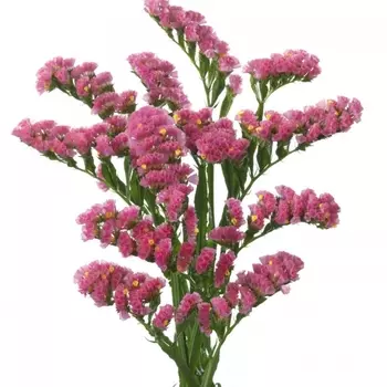 Статица Ярко Розовая