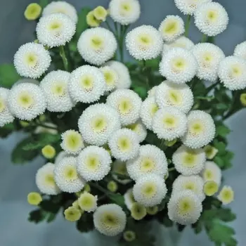 Танацетум Байя