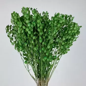 Тласпи cухоцвет