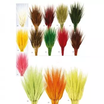 Тритикум cухоцвет