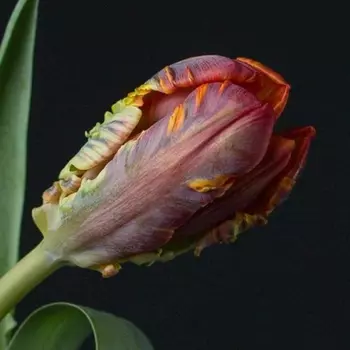 Тюльпан Дракон Красный