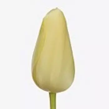 Тюльпан Кремовый