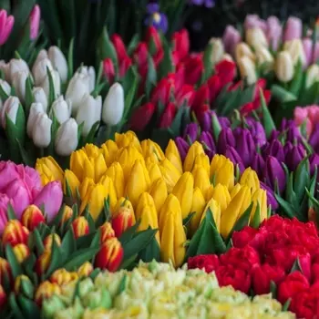 Тюльпан Микс