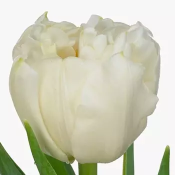 Тюльпан Пионовидный Белый