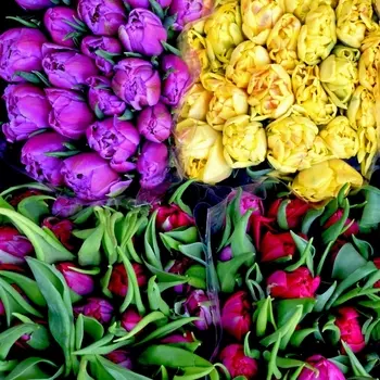 Тюльпан Пионовидный Микс