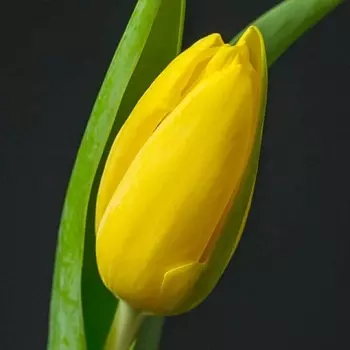 Тюльпан Желтый