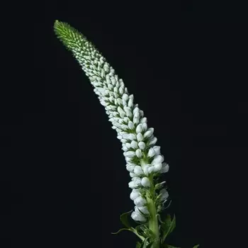 Вероника Белая