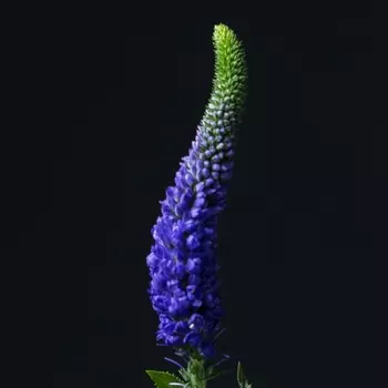 Вероника Фиолетовая