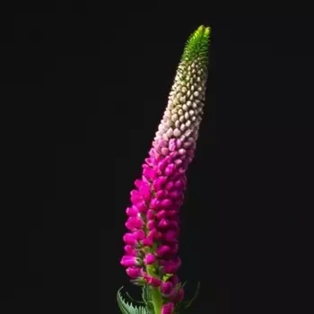 Вероника Розовая