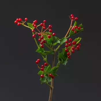 Вибурнум Compactum