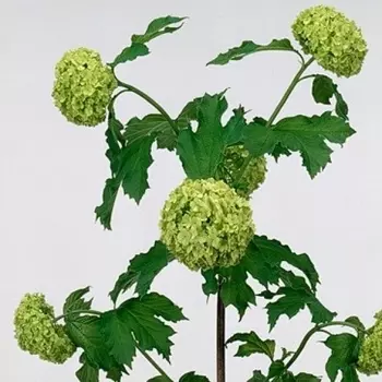 Вибурнум Roseum