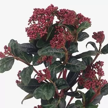 Вибурнум Sapir