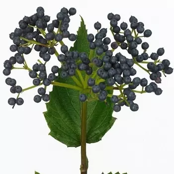 Вибурнум White And Blue