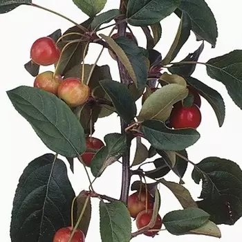 Яблоки Red Sentinel