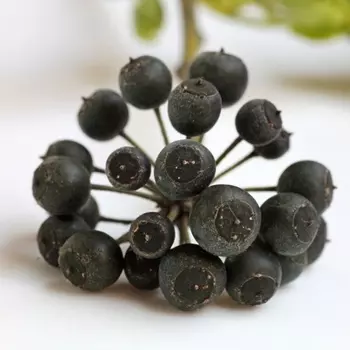 Ягоды Хедеры