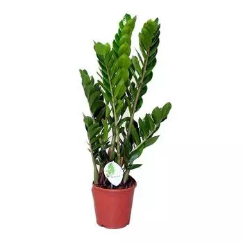 Замиокулкас 17/70