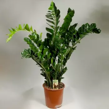 Замиокулкас 27/100