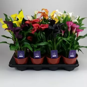 Зантедесхия Mix в горшке 13/45