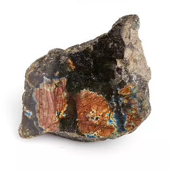 Образец лабрадор M (7-12 см)