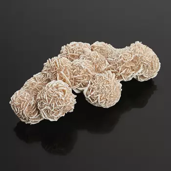 Образец пустынная роза L (12-16 см)