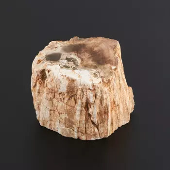 Окаменелое дерево S