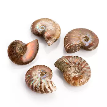 Окаменелость (2-3 см) (1 шт)