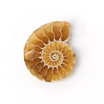 Окаменелость (2,5-3 см) (1 шт)