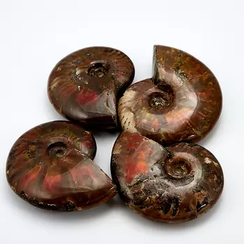 Окаменелость (7-8 см) (1 шт)