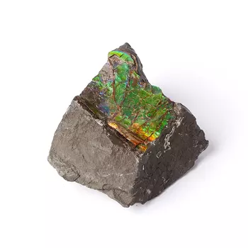 Окаменелость аммолит S (4-7 см)