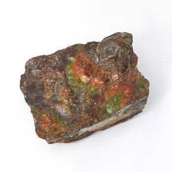 Окаменелость аммолит S (4-7 см)