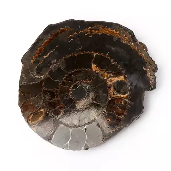 Окаменелость L