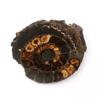 Окаменелость L