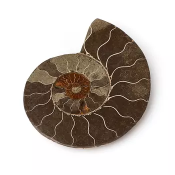 Окаменелость L