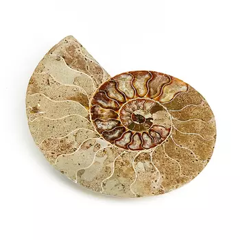 Окаменелость L (12-16 см)