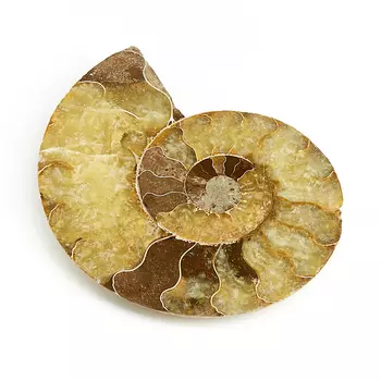 Окаменелость L (12-16 см)