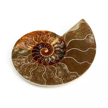 Окаменелость L (12-16 см)