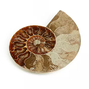 Окаменелость L (12-16 см)