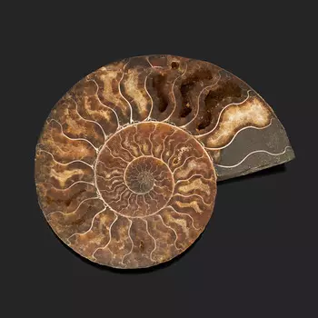 Окаменелость L (12-16 см)